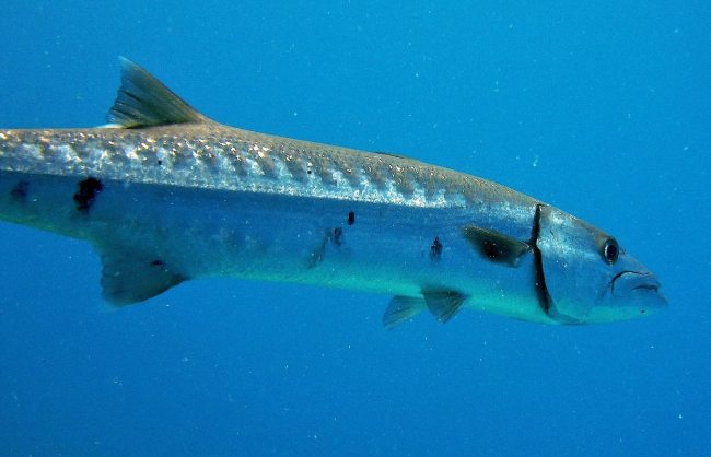 barracuda