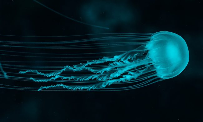 box jellyfish