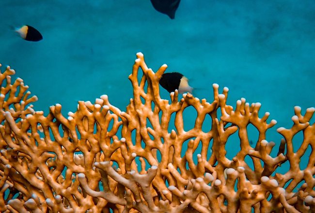 fire coral