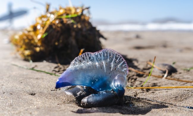 portuguese man of war