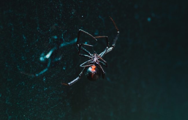 black widow spider