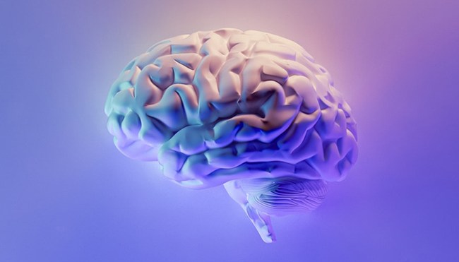 human brain