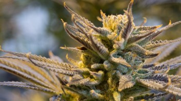 Scientific Study Says The More Weed You Smoke The More Likely You Are To Be A Loser *Cough*  What?