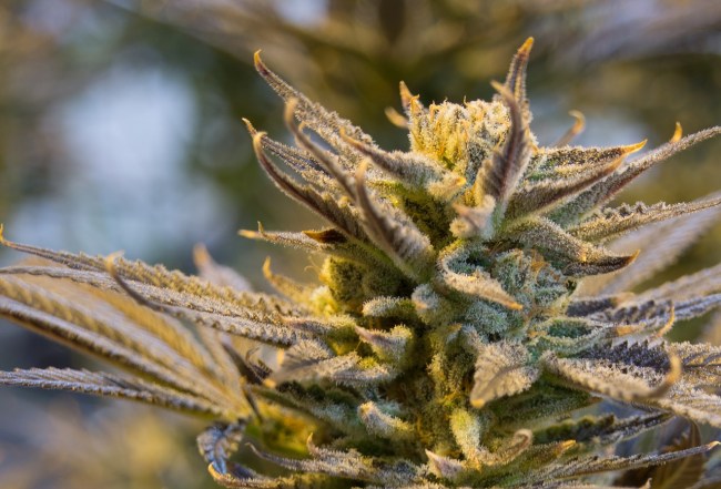 smoking weed makes you a loser