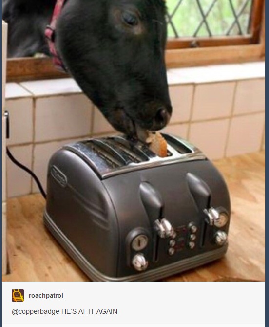 best of tumblr