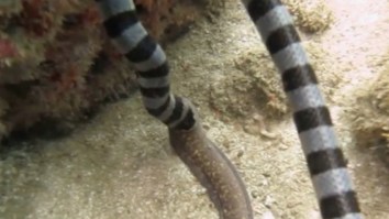 Black Banded Sea Snake With Venom 10x Deadlier Than A Cobra Eats A Moray Eel Alive