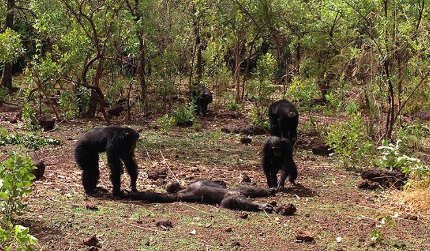 chimp-killing