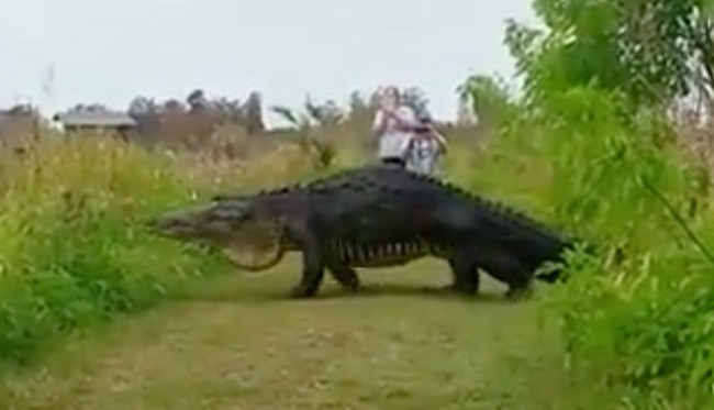 enormous alligator florida