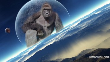 The Miami Zoo Just Killed Harambe’s Grandmother And It May Be Time For An Uprising