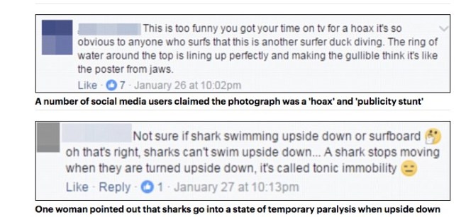 great white shark surfing optical illusion