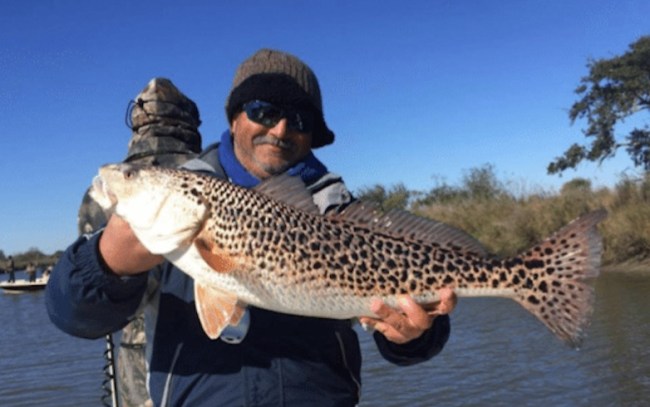 leopard redfish extremely rare Louisiana