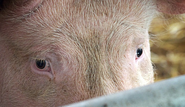 pig-