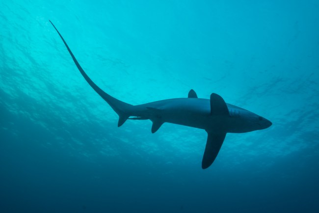 thresher shark