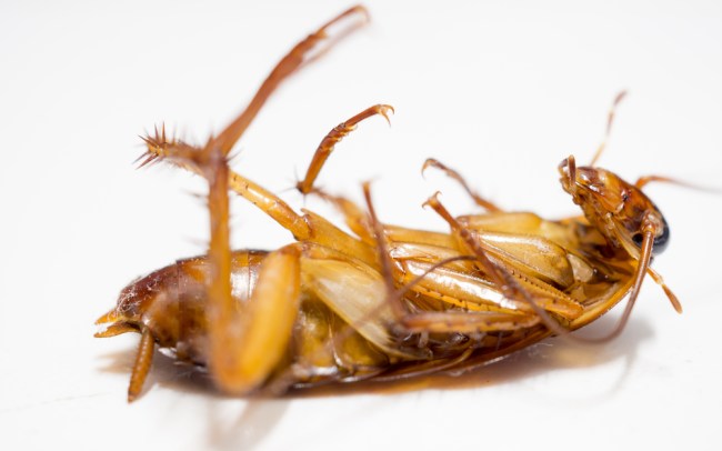 cockroach