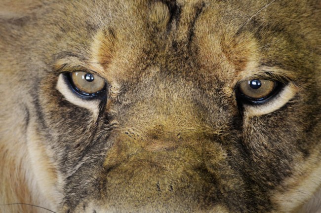 lion