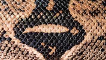 After Eating Two Goats This GIANT Python Looks Like A Dinosaur That Swallowed Another Dinosaur