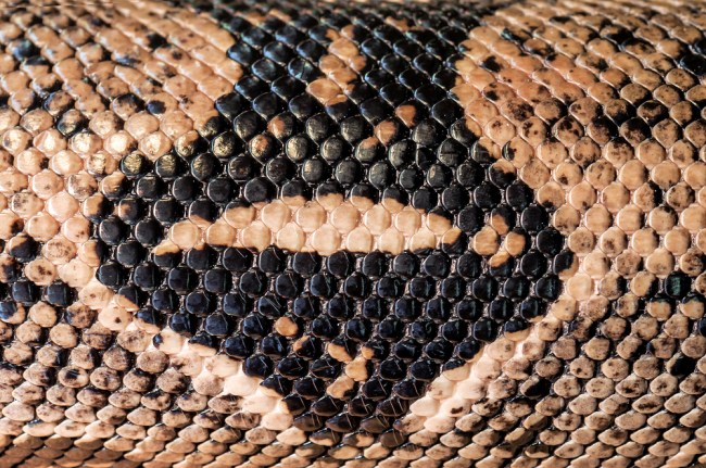 python skin