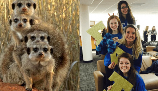sorority-girls-pose-like-meerkats