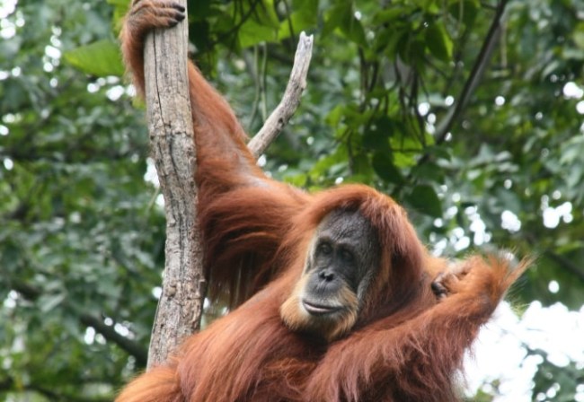 orangutan