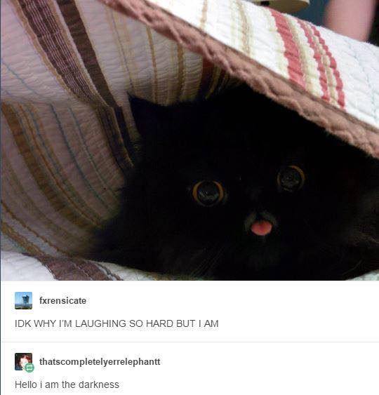 tumblr's best