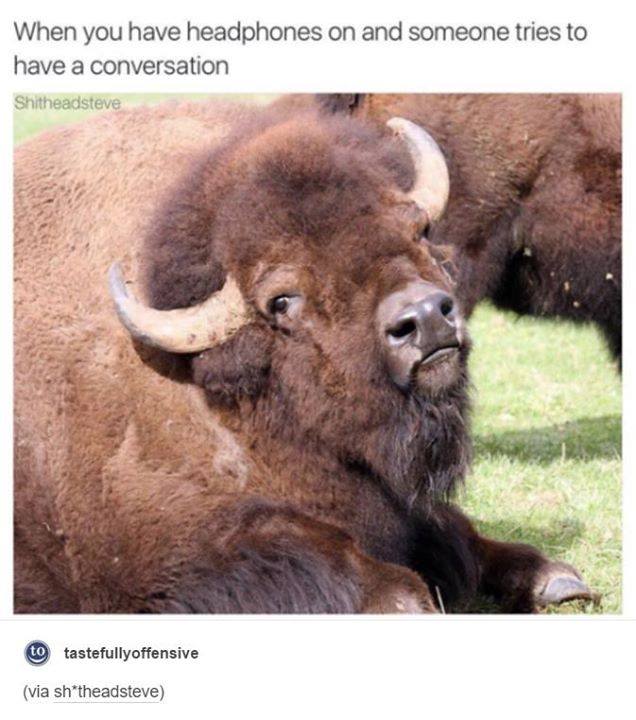 tumblr's best