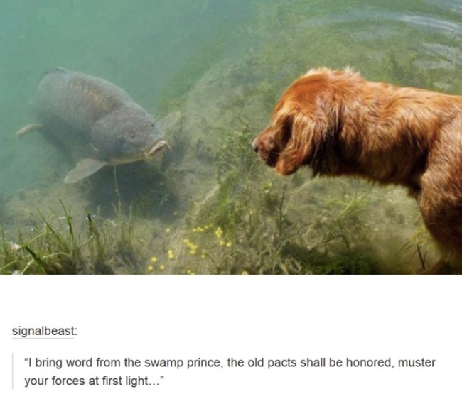 tumblr's best