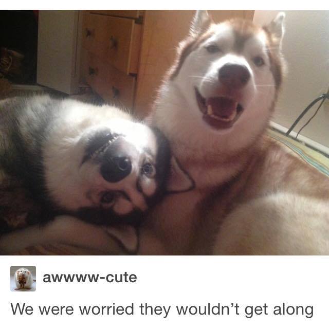 tumblr's best