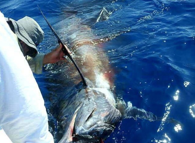 grander blue marlin fishing south africa