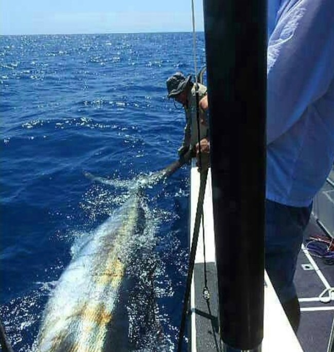 grander blue marlin fishing south africa