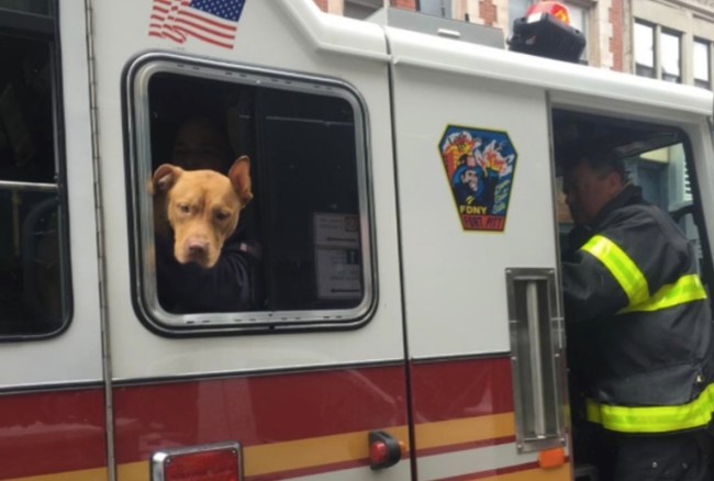 Ashley the FDNY Pit Bull