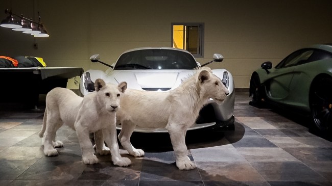 Rare White Lions And Supercars