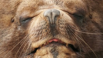 Pictures Of A Sea Lion Murderously Ravaging A Shark Are Just Another Reason To Never Go Swimming