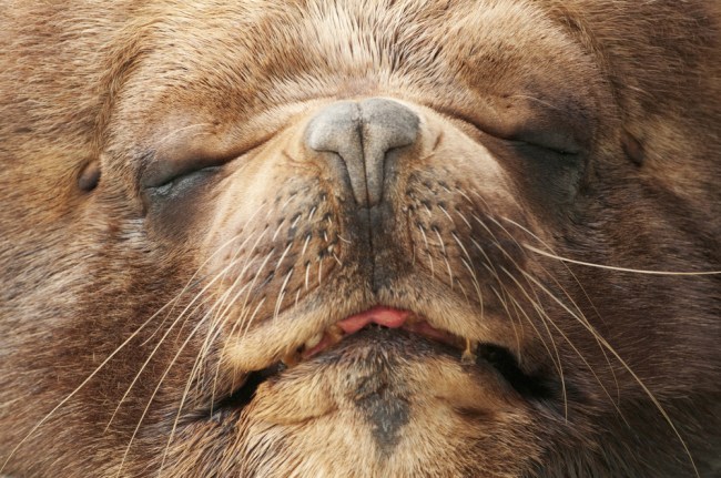 sea lion close up