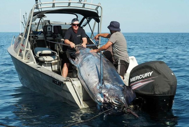 Grander Blue Marlin