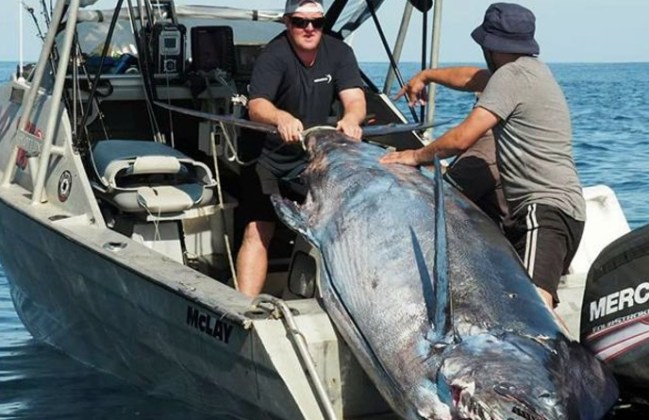 Grander Blue Marlin