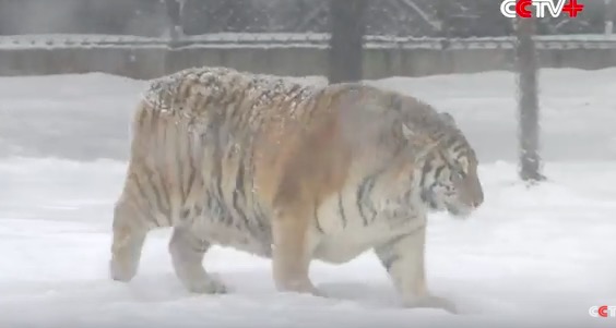 tiger