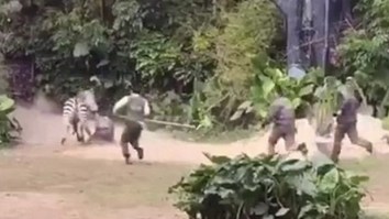 Angry Zebra Attacks Zookeeper At Chinese Zoo, Drags Him Around Like A Rag Doll In Front Of Crowds