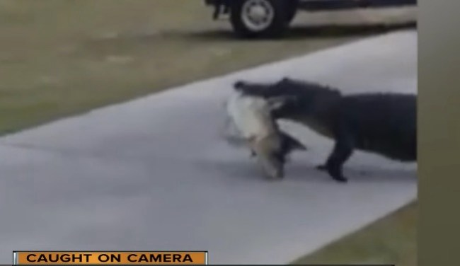 alligator walking with fish