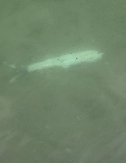 Blue Marlin Eats Sailfish
