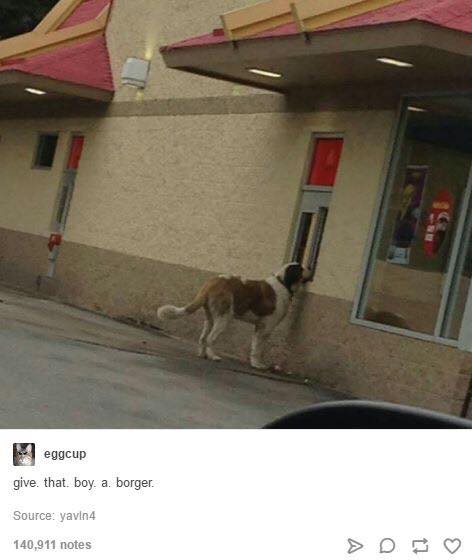 tumblr's best