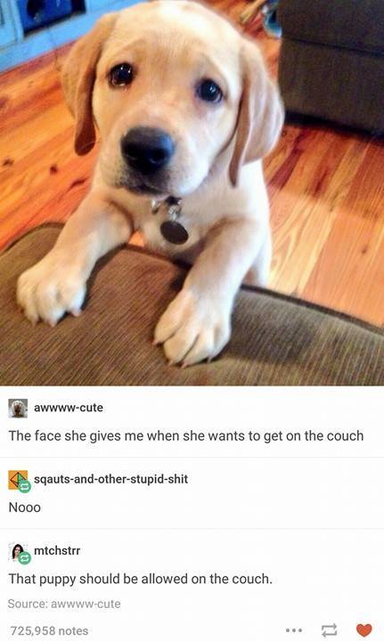 tumblr's best