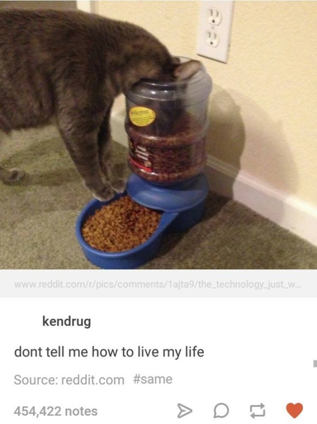 tumblr's best