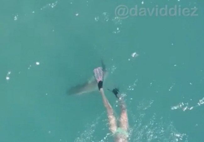 Blacktip Shark Encounter Palm Beach Florida
