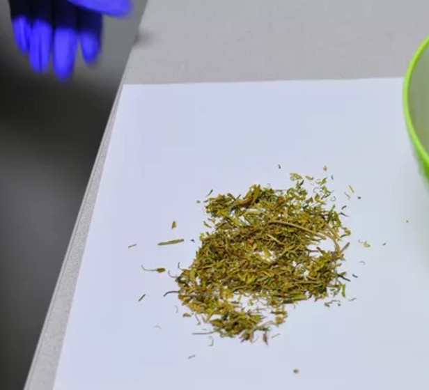 government supplied marijuana