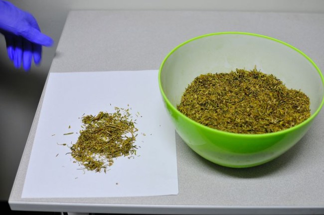 government supplied marijuana