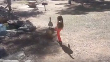 Two Little Girls Get Their First Taste Of Instant Karma After They Attempt To Kick A Goose In The Face