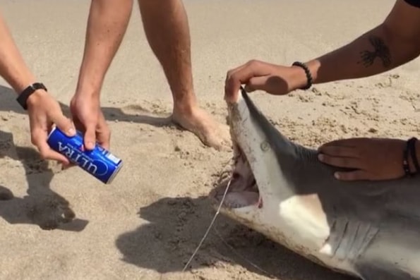 Shark Shotgun Beer Spring Break