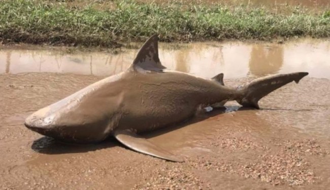 Sharknado IRL Australia