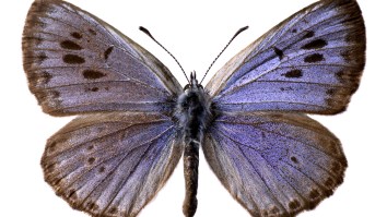 Former Bodybuilder Found Guilty Of Murdering Butterflies And Nothing Surprises Me Anymore