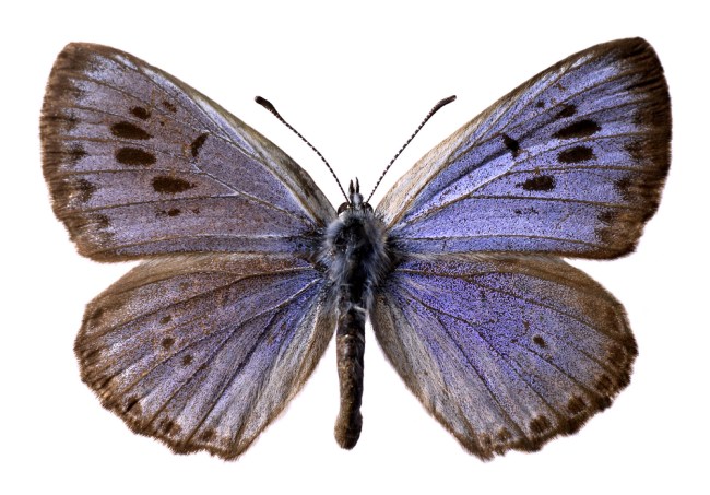 Large Blue Butterfly